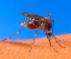 Sivrisinek uzun bacakları ve boynuz şeklinde ağız ile